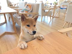 -柴犬小屋·柴餐厅·狗咖食堂(金鼎广场店)