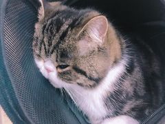-伟伟宠物医院·CT影像中心·瑞派犬猫综合性门诊(汉口总院)