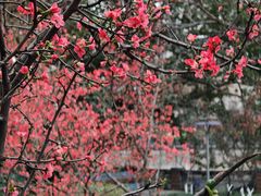 -成都市活水公园