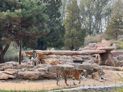 -北京野生动物园