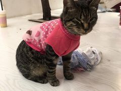 -浣熊柯尔鸭土拨鼠·电玩咖