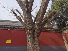 -西安市广仁寺