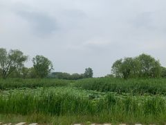 -大兴滨河森林公园