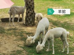 -南丹山森林王国