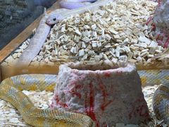 -青石桥花鸟鱼虫市场(叠翠城店)