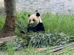 -都江堰中华大熊猫苑