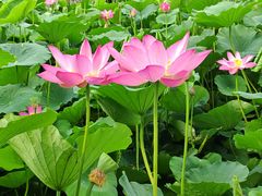 -莲花池公园