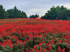 -羊亭河湿地公园