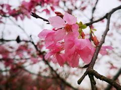 -天适樱花悠乐园
