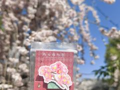 -南山植物园