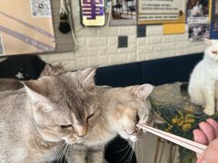 -平行世界·猫咖(首经贸店)