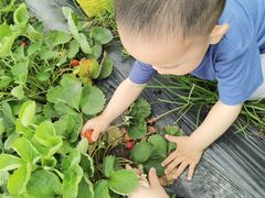 -新塘水果乐园(东洲大道店)