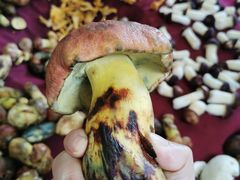 -野菌皇海景野生菌火锅(滨海大道店)
