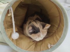 -COLOR PETS 撸猫馆·购猫·猫咖(长风大悦城店)