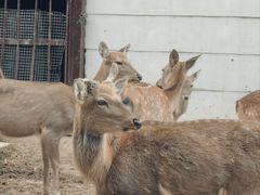 -青藏高原野生动物园