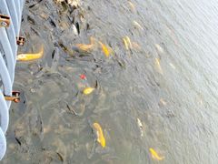 -武清南湖绿博园