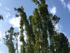 -狐尾山公园