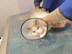 -北京派仕佳德动物医院·超导核磁·CT·神经科·骨科·内外科·急重症管理中心