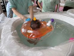 -安悦贝月子中心