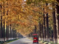 -黄海国家森林公园