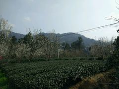 -樱桃山旅游景区