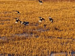 -北京园博大酒店