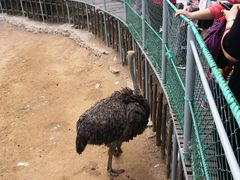 -西霞口神雕山野生动物世界