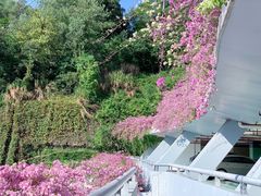 -深圳仙湖植物园