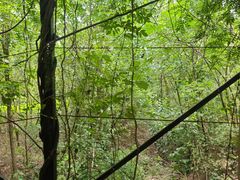 -合肥滨湖国家森林公园