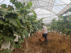 -马陆小张葡萄园农家乐