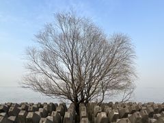 -上海滨江森林公园