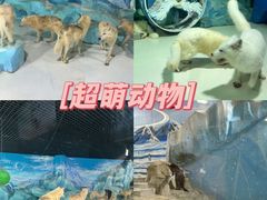 -哈尔滨极地公园