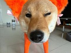 -爱侣宠医·鹦鹉专科·小型哺乳类·异宠专科(灵石路店)