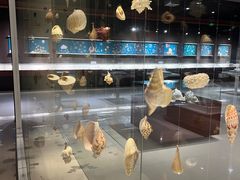 -青岛贝壳博物馆