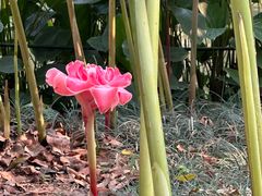 -中国科学院西双版纳热带植物园