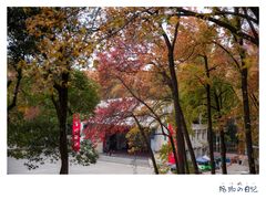 -武汉大学-樱园