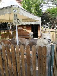 -萌宠亲子动物乐园(槐房万达店)