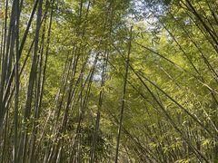 -深圳仙湖植物园