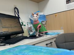 -瑞派·关忠动物医院·猫专科·犬专科(三环新城店)