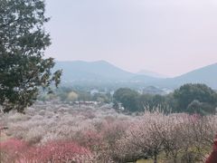 -香雪海