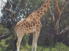 -威勒比开放式动物园