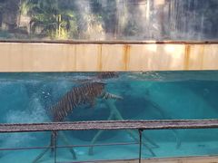 -清迈夜间动物园