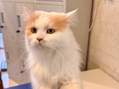 -平行世界·猫咖(首经贸店)