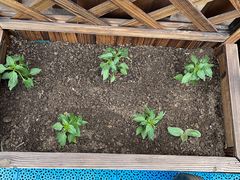 -蓝莓果幼儿园(通州梨园店)