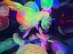 -太平洋海底世界