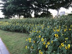 -二沙岛艺术公园