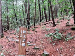 -铁山坪森林公园