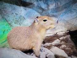 -Zoolung Zoolung动物主题公园(海信广场店)