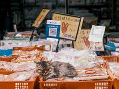 -清平路水族市场