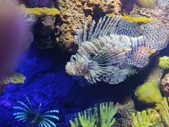 -上海海洋水族馆